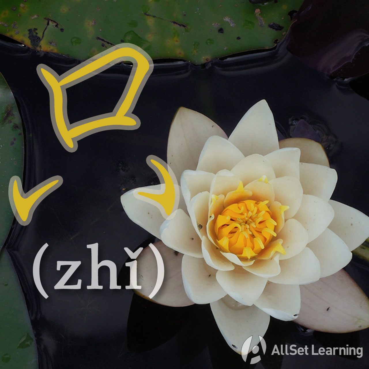 expressing-only-with-zhi-chinese-grammar-wiki